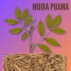 Afrodisíaco Muira Puama