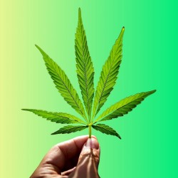 Cosmética de Cannabis: Beneficios y Usos